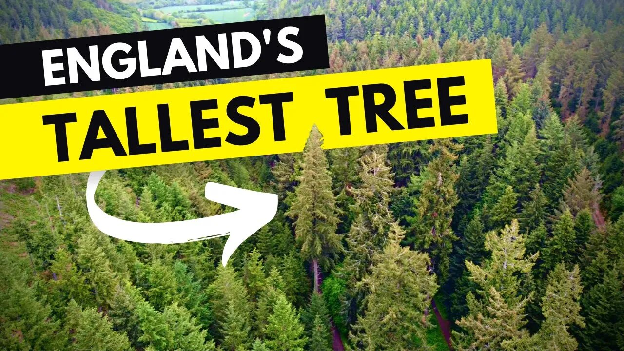 The Tallest Tree in England!