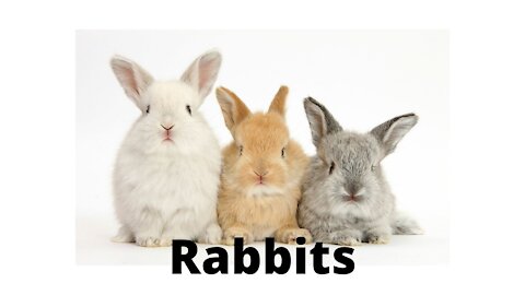 Cute bunny rabbits