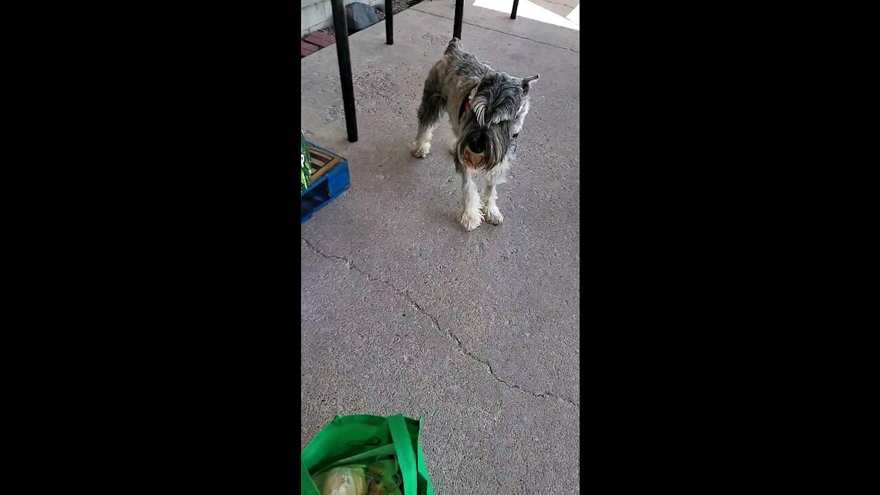 Grocery shopping with Fafner the Schnauzer