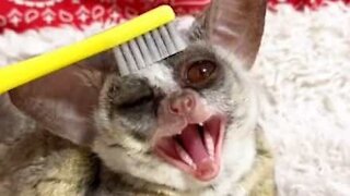 Cet adorable galago va vous faire fondre