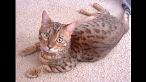 Samson the Bengal Cat - RIP (2008-2015)