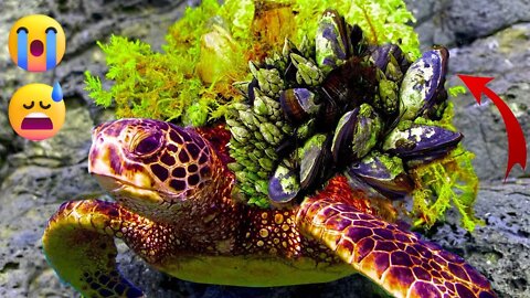 Turtles that asked people for help | Removing tons of barnacles