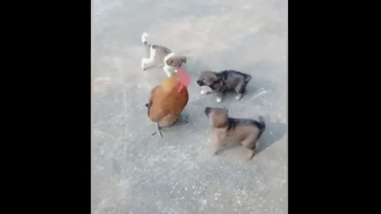 Chicken Vs Dogs Fight - Funny Dog Fight Video