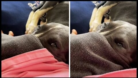 Puppy adorable sticks her face inside owner's pocket .