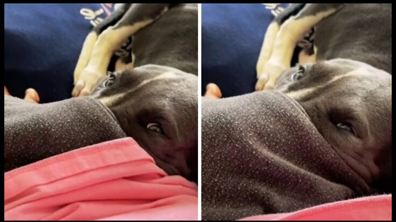Puppy adorable sticks her face inside owner's pocket .