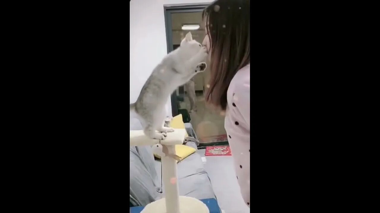 😸 Top Cat Comedy 🐱 | Funny & Adorable Videos 😺
