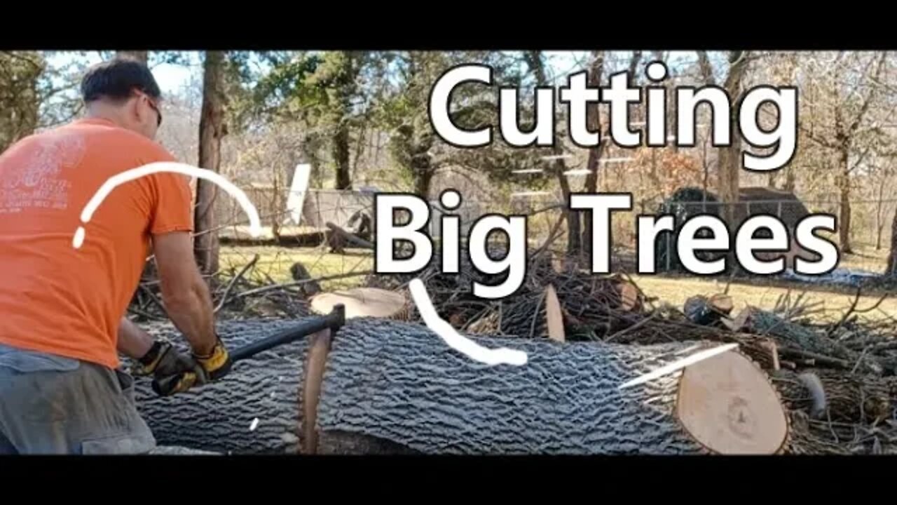 Cutting Big Trees