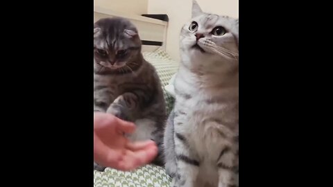 Cat funny video, animal funny video