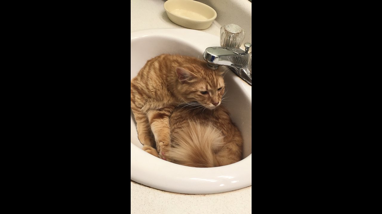 Silly cat loves hanging out in the bathroom sink