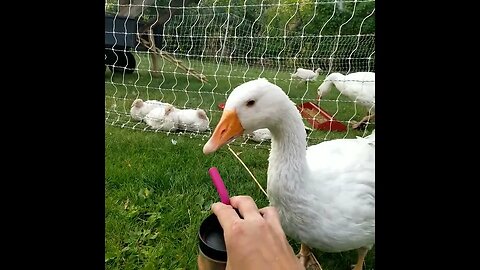 coffee date with my goose friend #goose #homesteading #cute #farmanimals