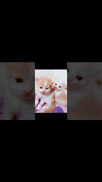 #Kittens #Cutecats #persiancats