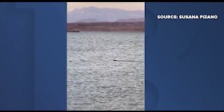 Mystery creature at Lake Mead