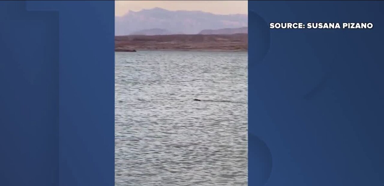 Mystery creature at Lake Mead