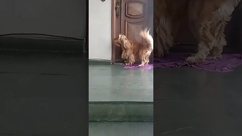 #dogshow , #animals , #dogs , #shorts