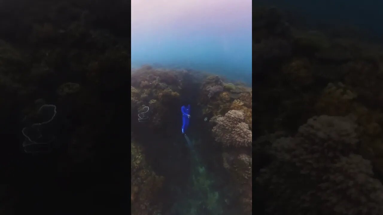 Fun Diving at Medina #freediving #diving #philippines #insta360x3