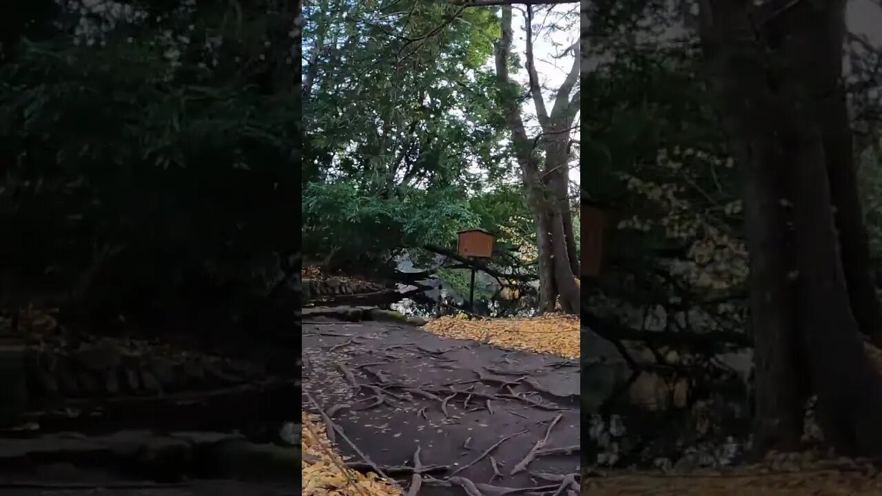 God who sits on an island where a bridge is built only once a year Japan travel #shorts