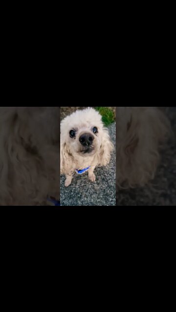 Our Freddie. He was my Mom's baby so he's extra special. We miss Mom so much. #poodle #dogs #love