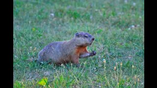 Marmota corajosa brinca no meio da estrada