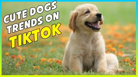 CUTE DOGS TRENDS ON TIKTOK COMPILATION #01