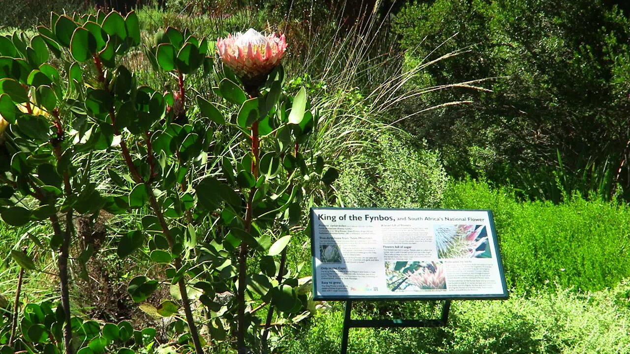 SOUTH AFRICA - Cape Town - Kirstenbosch National Botanical Garden (Video) (uD9)