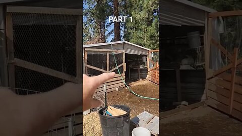 It's 100 degrees today! Part 1. #homestead #homesteading #farm #farmlife #chickens #goats #lgd