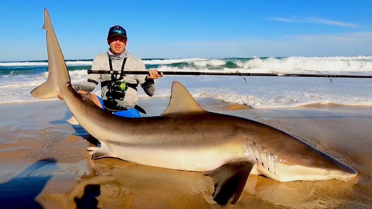 Land based Shark fishing in South Africa. Bronze Whaler sharks in July! What is going on?