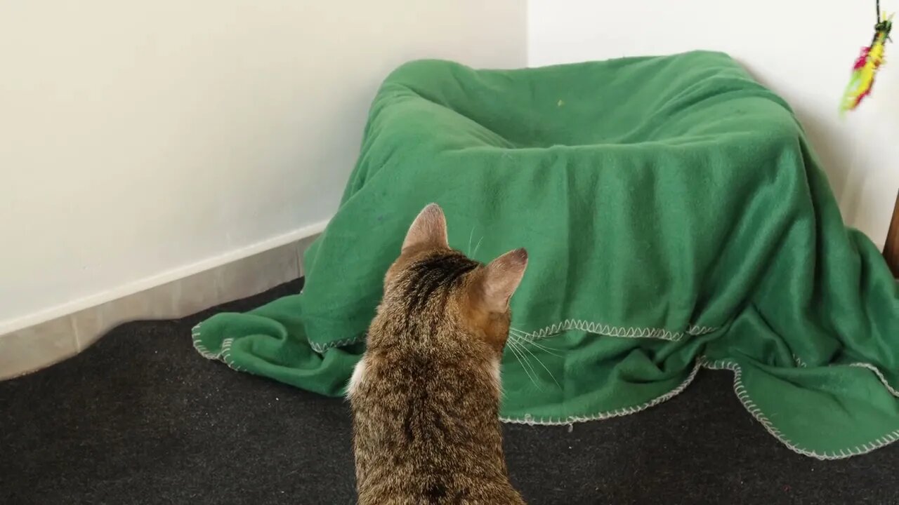 Bird Hunting Little Cat Trains His Hunter Skills