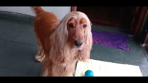 #dogshow , #animals , #dogs , #shorts