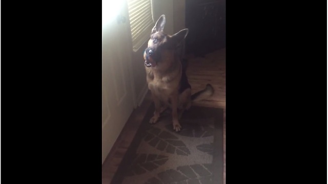 German Shepherd Patiently Waits By The Door To Go Outside