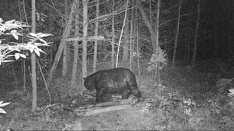 Final Bear Baits in the ground!! Ep.2