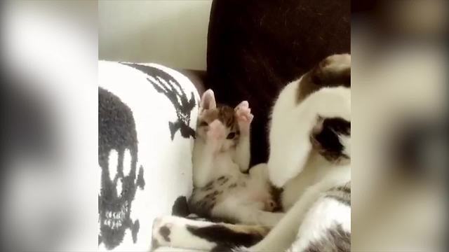 "A Kitten Copies Her Mom Cat, Who Is Cleaning Herself"