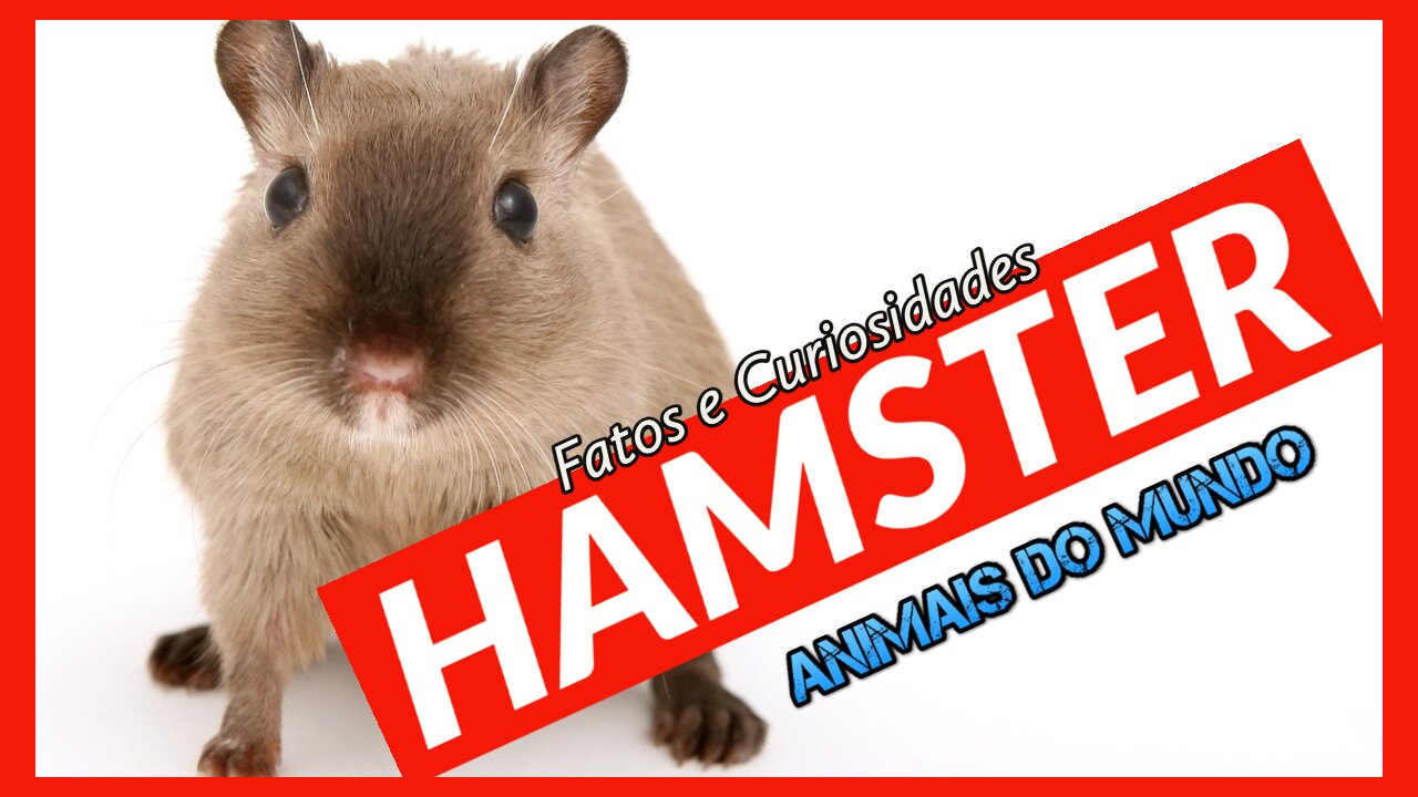 Hamster - fatos e curiosidades - Animais domésticos