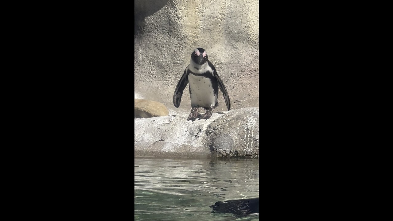 Penguins going for a swim at the Tulsa zoo