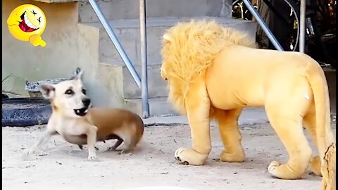 Fake Lion and Fake Tiger Prank To dog 🐕