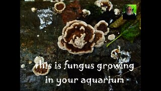 CREATE A FOOD WEB IN YOUR AQUARIUM