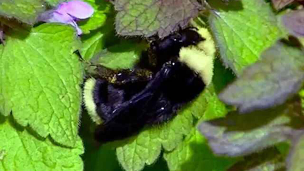 IECV NV #275 - 👀 Bumble Bee Sun Bathing 🐝4-24-2017