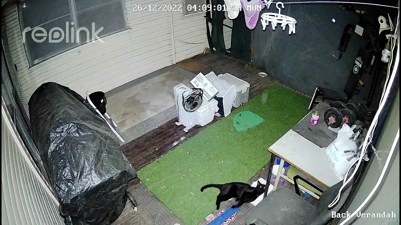 Black cat rolls around on veranda