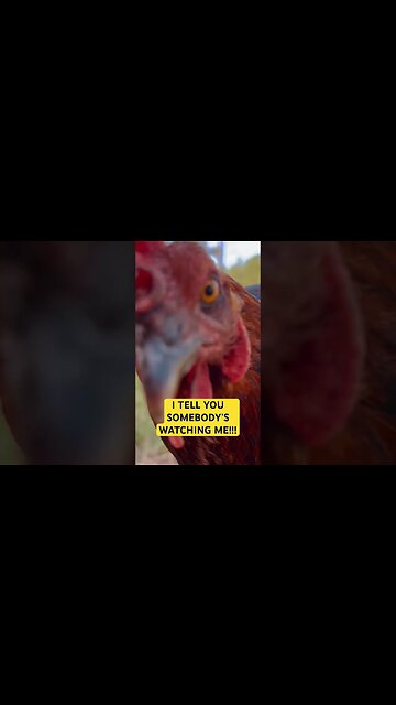 Paranoid chickens #shortsfeed #humor #goodvibes #chickens #somebodyswatchingme #funny #goodmorning