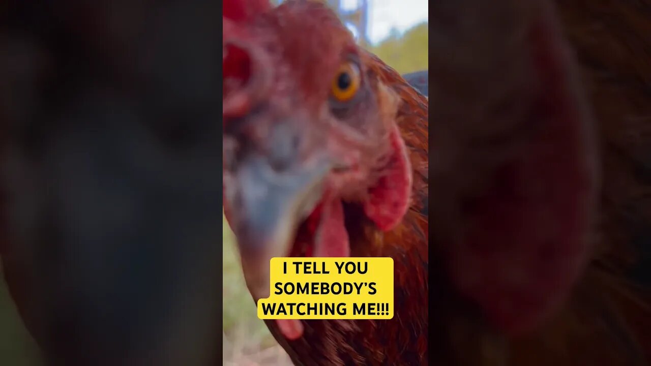 Paranoid chickens #shortsfeed #humor #goodvibes #chickens #somebodyswatchingme #funny #goodmorning