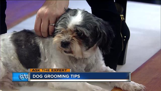 Ask the Expert: Grooming long-haired dogs