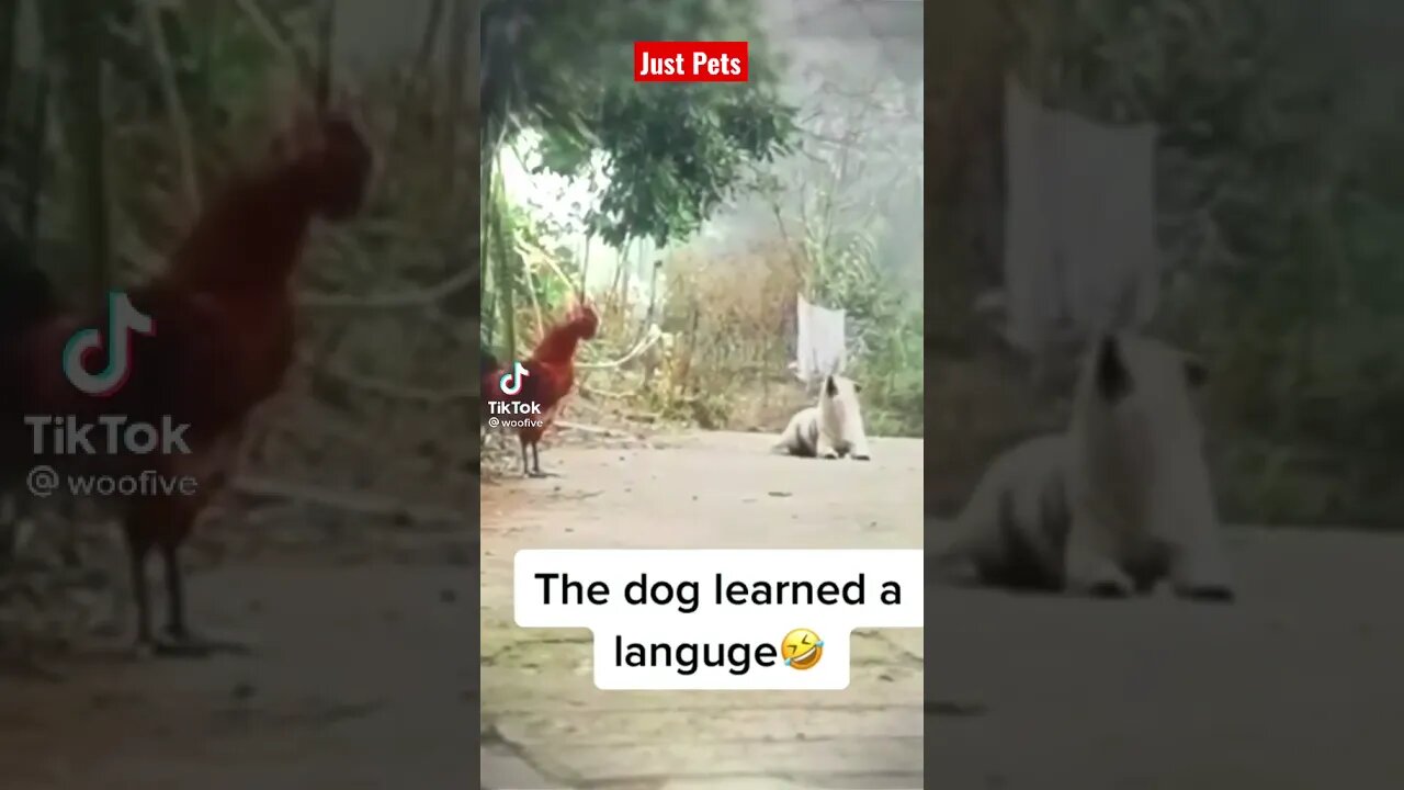 Funny Dog 🐕 learning Rooster 🐓 language- funny Dog Video 2021 #shorts