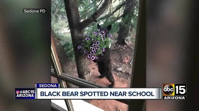 Top stories: Toddler killed by car, free health screenings, bear near Sedona school