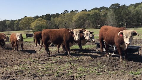 Registered Hereford Bulls “Waiting Patiently 🤠”