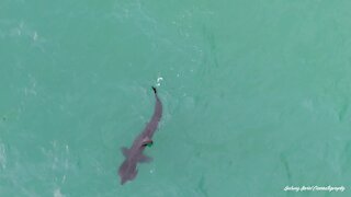 Irish drone footages captures feeding basking shark