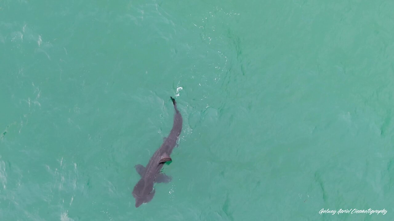 Irish drone footages captures feeding basking shark