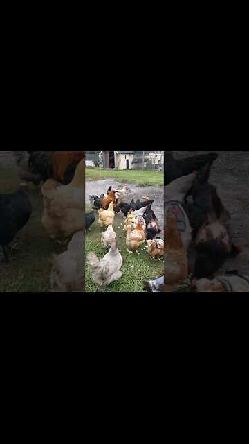 Kitchen Scraps Go To The Chickens #chickens #chickenshorts