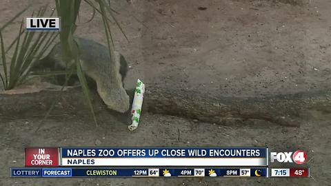 Naples Zoo offers up-close wild encounters - 7am Live Report