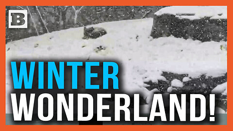 Winter Wonderland! Chicago Zoo Animals Romp in Fresh-Fallen Snow