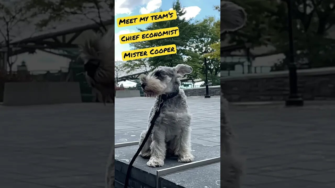 Meet the Chief Economist at The Nick Palance Show 🐶 #shorts #nyc #nycdogs #schnauzer #economy #btc