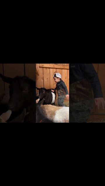 Tucker and his goats